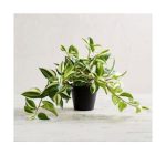 Planta artificial Faux Wandering Variegated Tradescantia