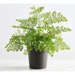 Planta Artificial Maidenhair