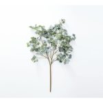 Eucalipto decorativa Silver Dollar